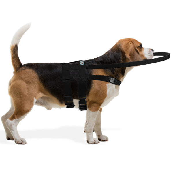 Coleira para Cães e Gatos Cegos