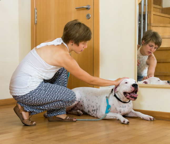 Tutor acalmando cachorro idoso durante barulho de fogos de artifício no fim de ano