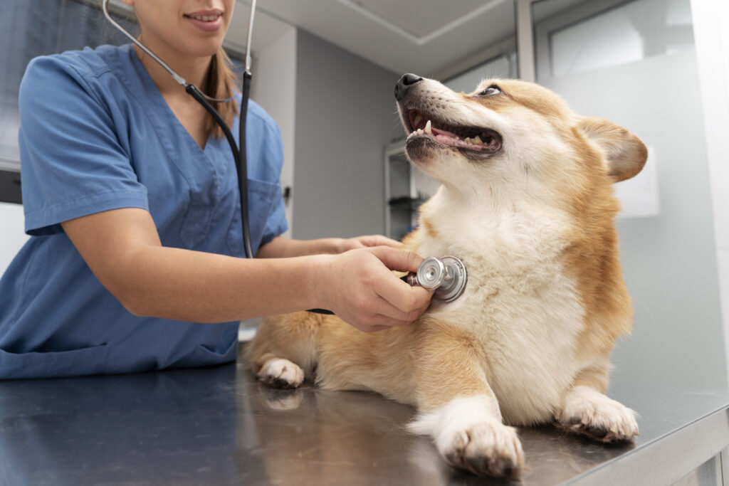 Cão idoso em acompanhamento de reabilitação para coluna e articulações