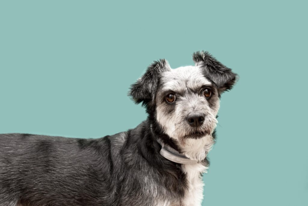 Cão idoso com dificuldades de mobilidade