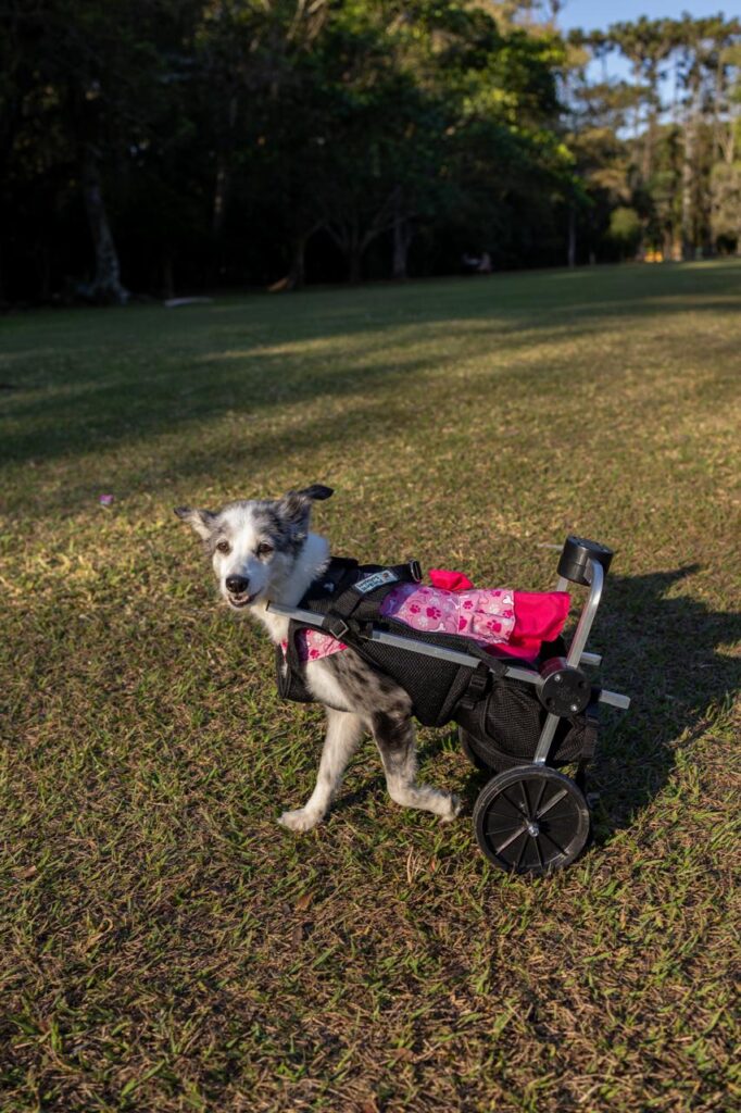 pet com cadeira de rodas recuperando mobilidade e qualidade de vida