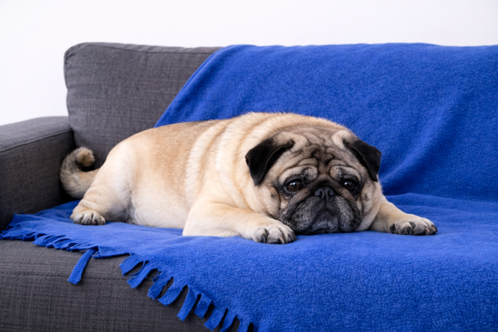 cachorro com cansaço devido à obesidade
