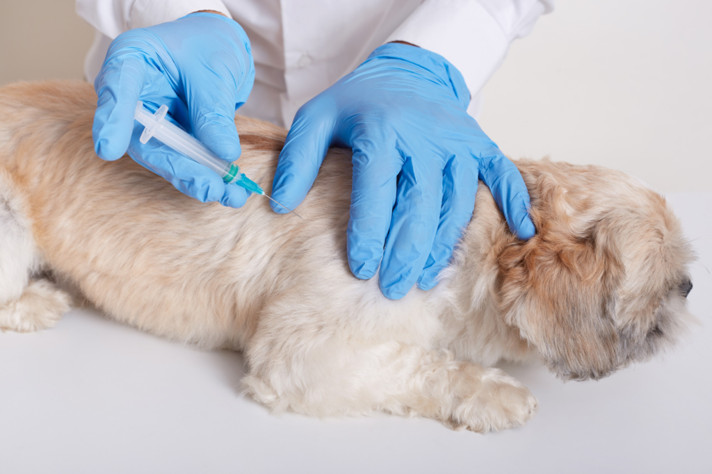 vacinação de cães e gatos com médico veterinário