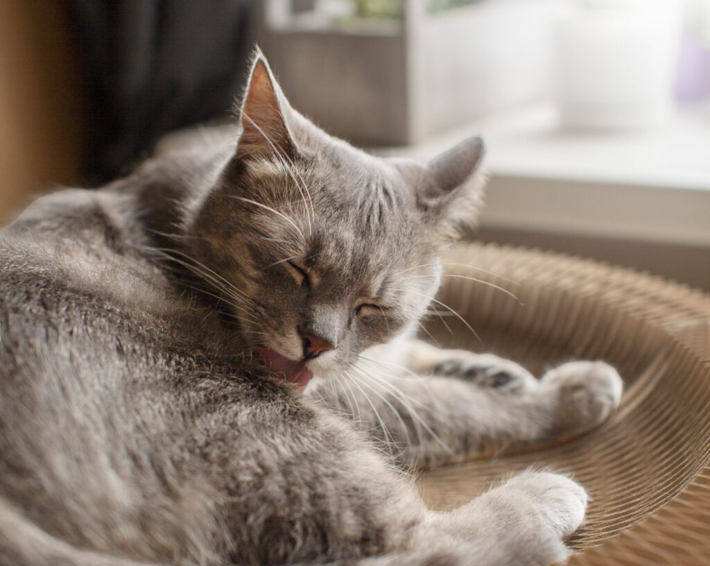 sinais do envelhecimento em cães e gatos