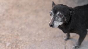 cão idoso passeando com tutor na terceira idade