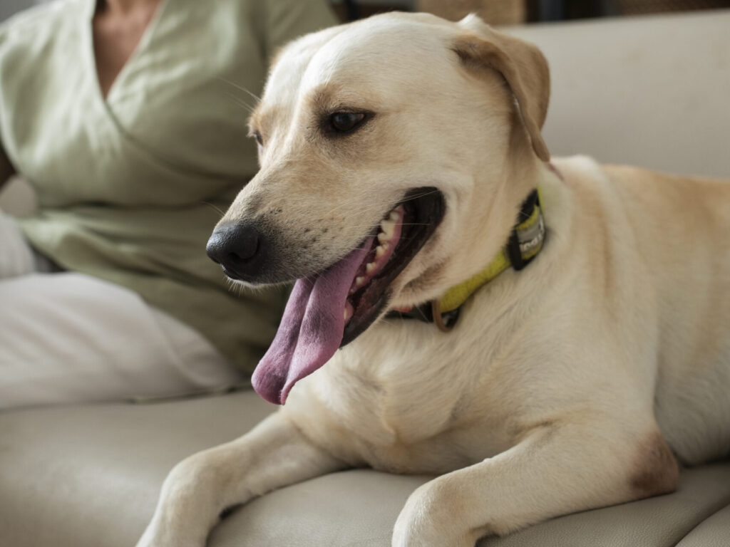 qualidade de vida para cães e gatos idosos